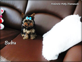 Yorkshire Terrier Bardzo malutki piesek York z Rodowodem - 5