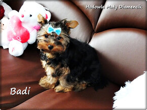 Yorkshire Terrier York piesek Badi szczeniaczek z Rodowodem - 5