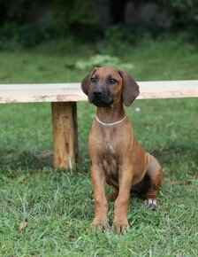 rhodesian ridgeback przepiekna suczka - 5