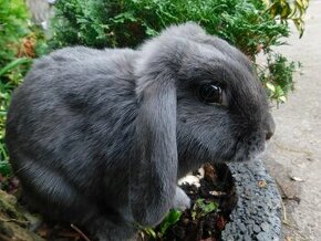 Niebieskie baranki mini lop samiczki - 5