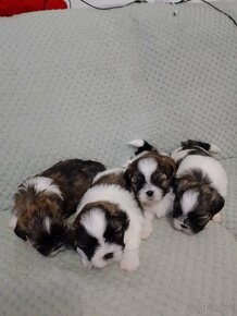 Shih-Tzu - 5