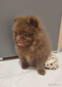 Szpic pomeranian - 5