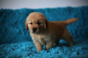 GOLDEN RETRIEVER-100% linia amerykańska,ZKwP/FCI - 5