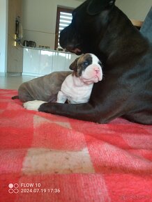 American bully - 5