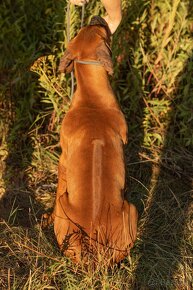 Piękne Rhodesian ridgeback - 5