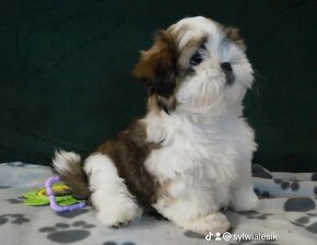 ShihTzu z lV pokoleniowym rodowodem - 5