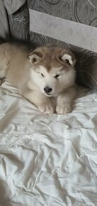 Alaskan malamute - 5