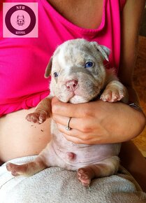 Szczenięta American Bully Pocket Exotic Top Bloodline - 5