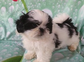 Shih Tzu - 5