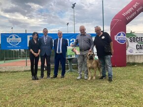 Cane Corso szczenięta FCI pedigree - 5