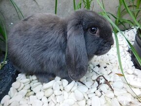 Niebieskie baranki mini lop - 5