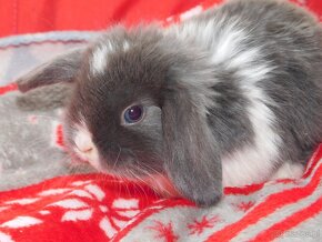 Cudowne baranki mini lop - 6