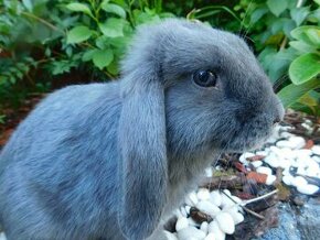 Niebieskie baranki mini lop - 6