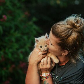 Rudy Kocur Maine coon - 6