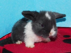 Niebieskie baranki mini lop - 6