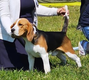 Beagle / Bigle - szczenięta po championie ZKwP/FCI (pieski) - 6