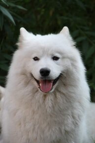 Szczenięta samoyed / samojed rasowe FCI ZKWP - 6