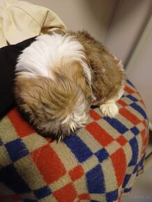 Sprzedam shih tzu pies - 6