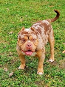 American Bully - 6