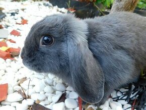 Cudowne baranki mini lop - 6