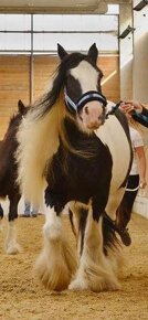 Irish Cob - Luksusowy ogier - 6