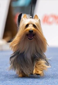 Australijski Silky Terrier z PP - 6