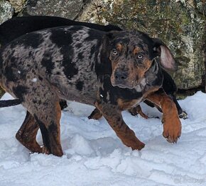 Louisiana Leopard,  Catahoula - 6