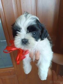 ShihTzu - 6