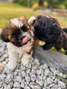 Przepiękne suczki | Emilo Wonderful Shih Tzu - 6