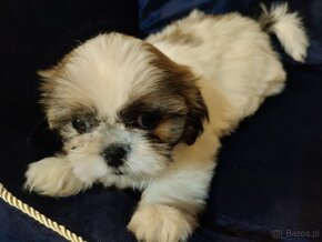 Piesek mieszanka (pekińczyk -shih tzu) - 6