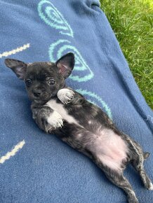 Chihuahua szczenieta rasowe - 6
