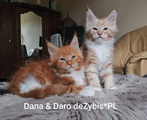 Maine Coon piękne kocięta. - 6