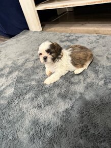 Shih-tzu z rodowodem, Shih tzu, Shi tzu, si cu - 6