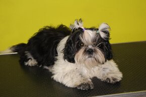 SHIH TZU jak z obrazka - 6