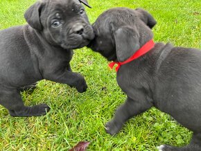 Szczeniaki Cane Corso Italiano - 6