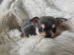 CHIHUAHUA ŚLICZNE SUNIE KOLOR NIEBIESKI BLUE - 6