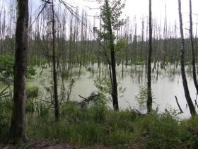 Domek letniskowy do wynajęcia nad rzeką Wartą - Raduczyce - 6