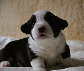 Welsh Corgi Cardigan FCI - 6