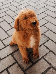 Szczenięta goldendoodle. - 6