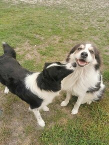 Border Collie szczenięta - 6