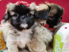 Pekińczyk Pekińczyki Nie Shih Tzu - 6