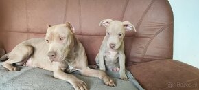 American Pit Bull Silwerfawn pitbull - 6