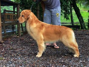 GOLDEN RETRIEVER-amerykańska linia, amerykański, mocny - 6