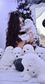 Samoyed z rodziny Grand  Championów międzynarodowych - 6