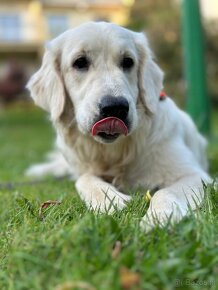 Golden Retriever  chłopiec - 6