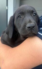 Labrador retriever szczeniak czarnej maści - 6