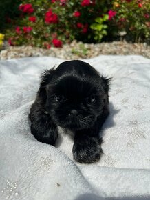 Szczeniak Shih Tzu - 6