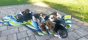 Beagle tricolor - 6