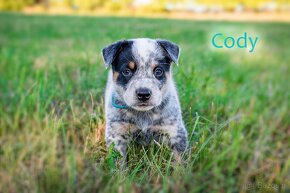 Australian cattle dog - 6