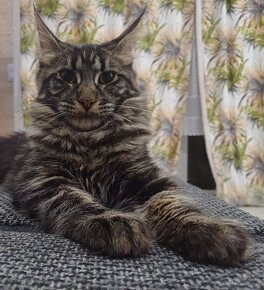 Maine Coon kotka Klasycznie Pręgowana rodowód FPL - 6